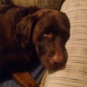 Meet your Posher, Susan